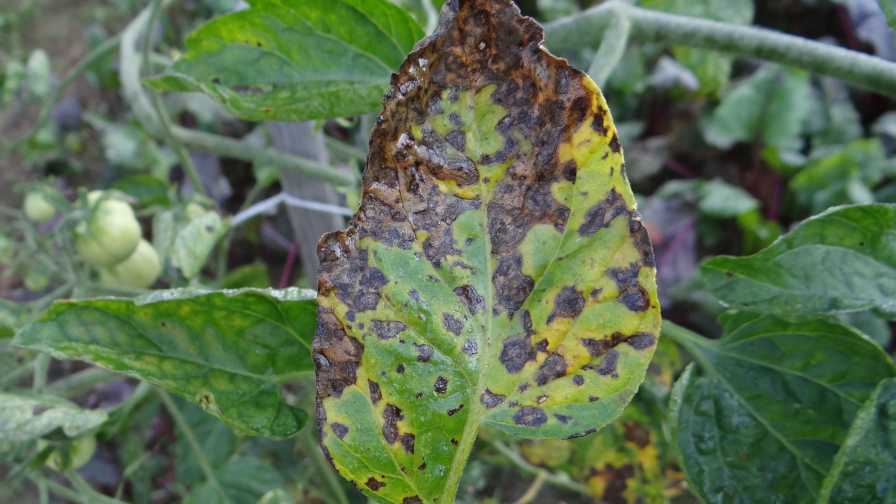 Alternaria solani featured