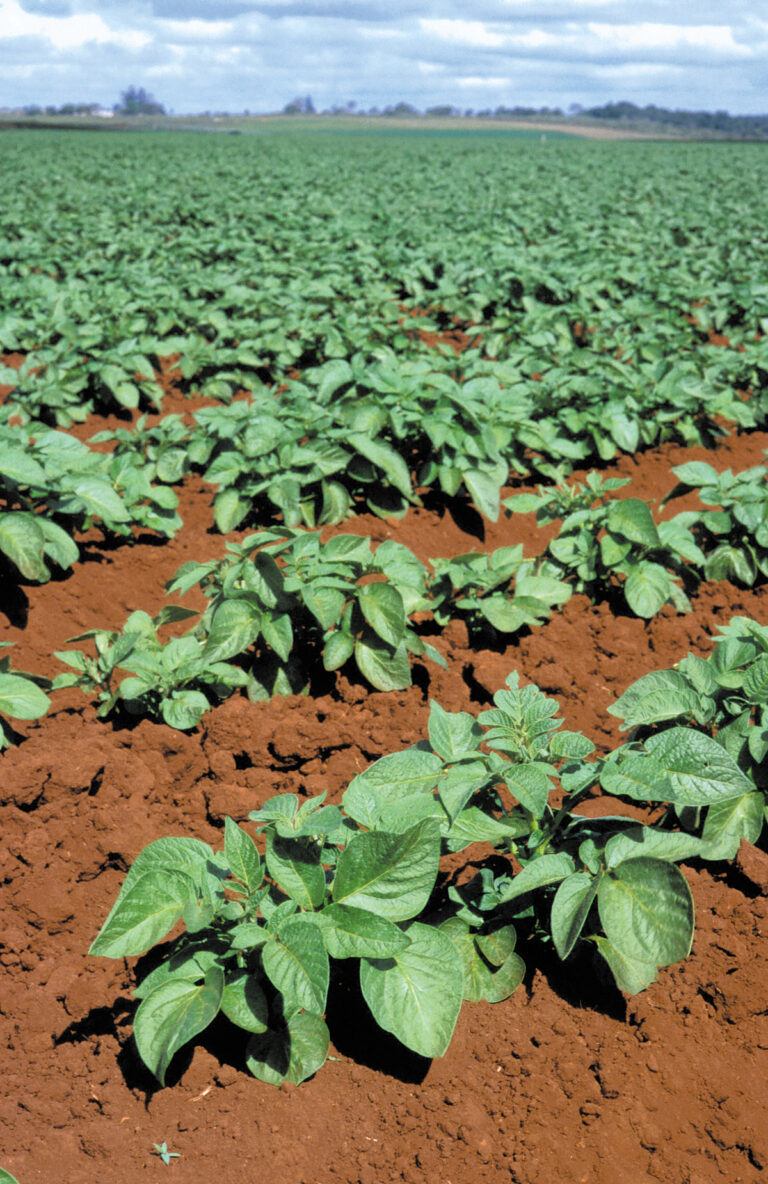 Potato field