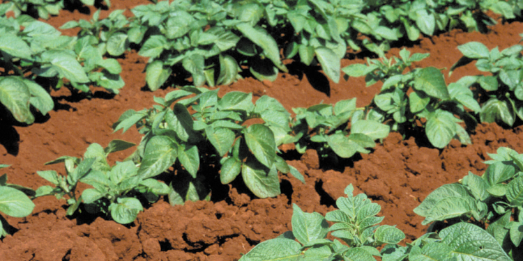 CSIRO ScienceImage 4060 Potato crop on farm near Atherton QLD