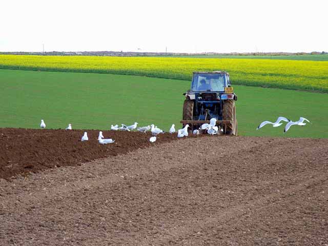 Follow the plough geograph.org .uk 177530