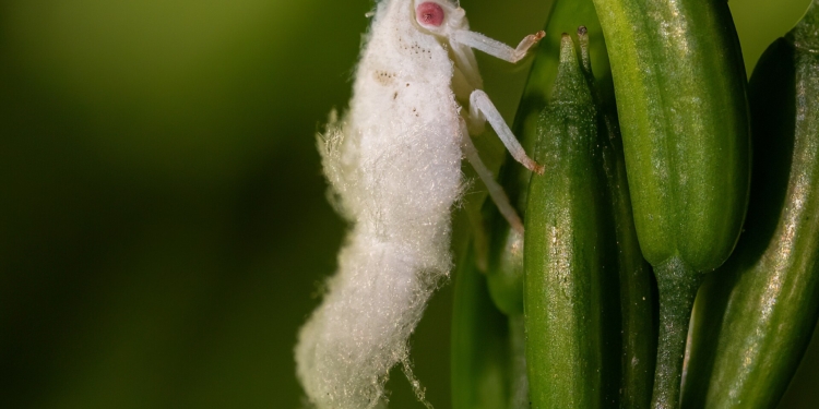 UK: £3.72 Million Project Prepares Potato Growers for Bacterial Diseases Spreading Across Europe 4 Northern flatid planthopper nymph 81276