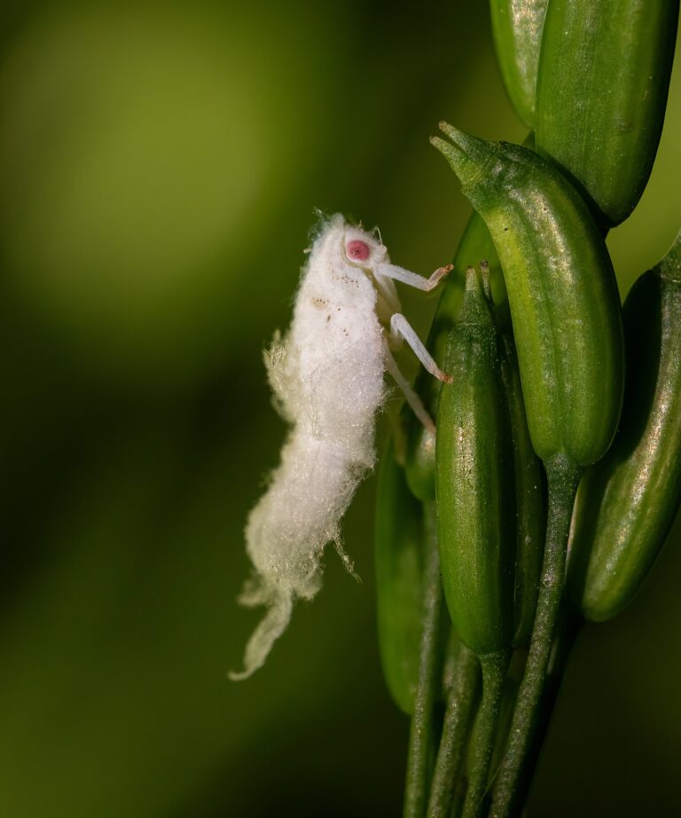 Planthopper