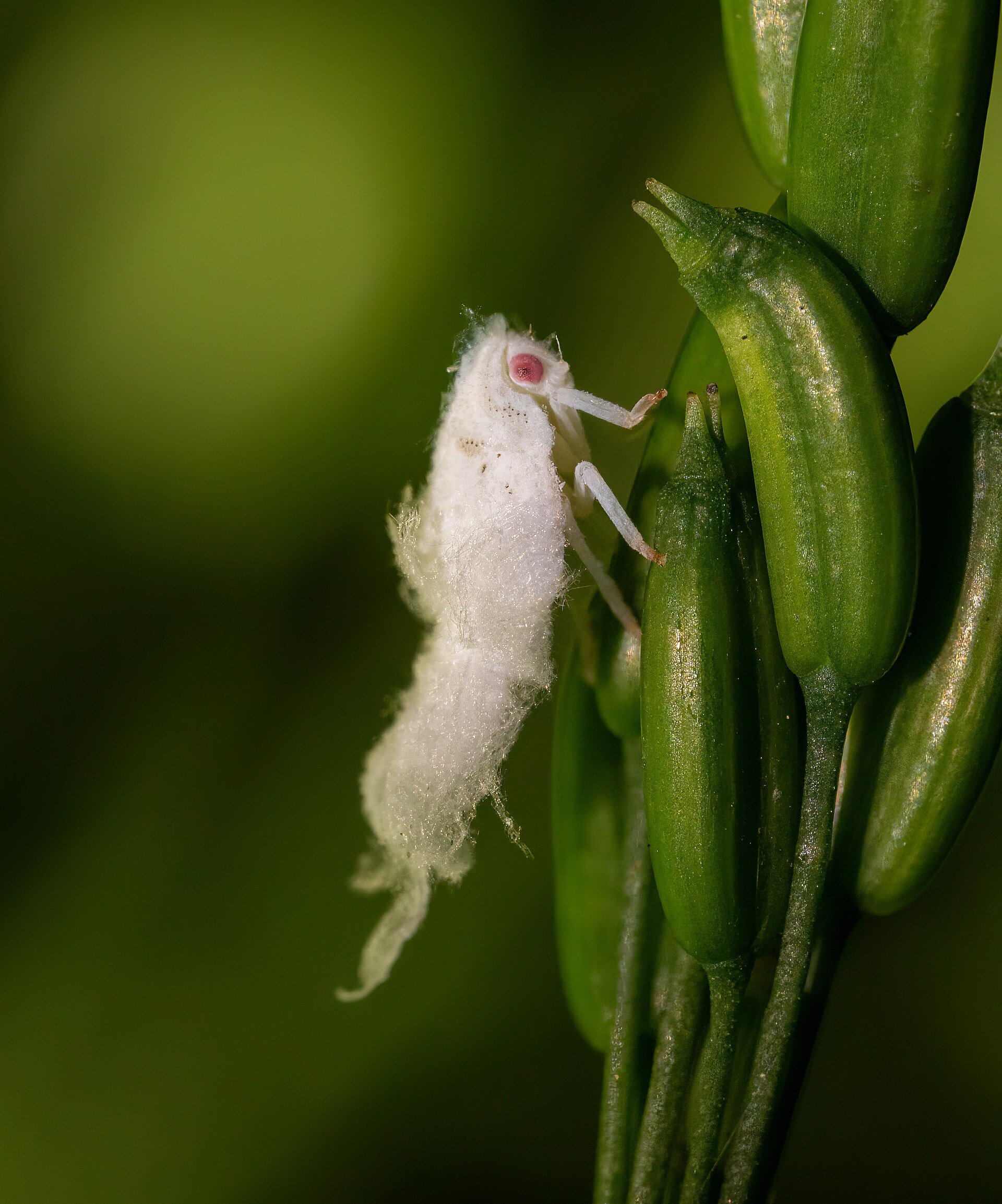 Planthopper