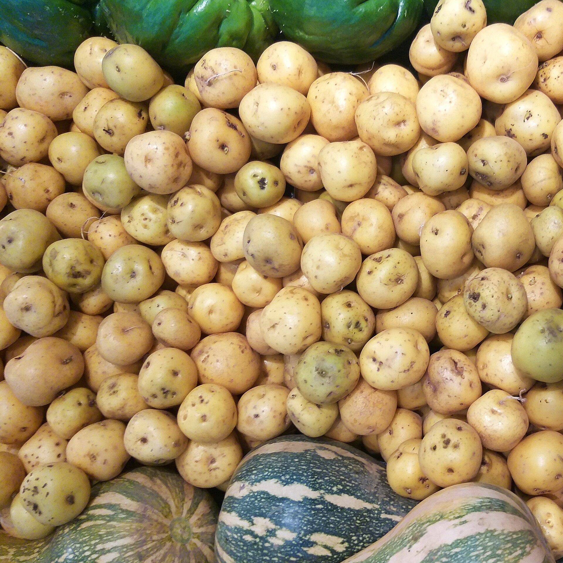 Colombia's 90,000 Potato Growers Get a Cost-Cutting Roadmap — and a Direct-to-Retail Ambition