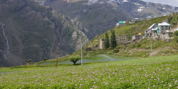 Potato Field Khangsar Lahaul Jul16 D32 13045
