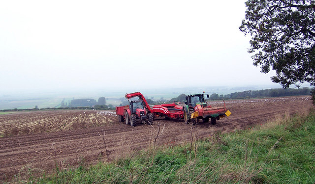برداشت سیب زمینی geograph.org .uk 260603