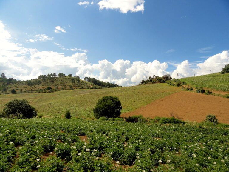 Potato field in Mexico