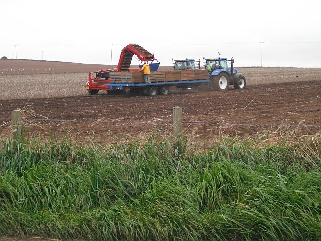 Potato harvest geograph.org .uk 1507081