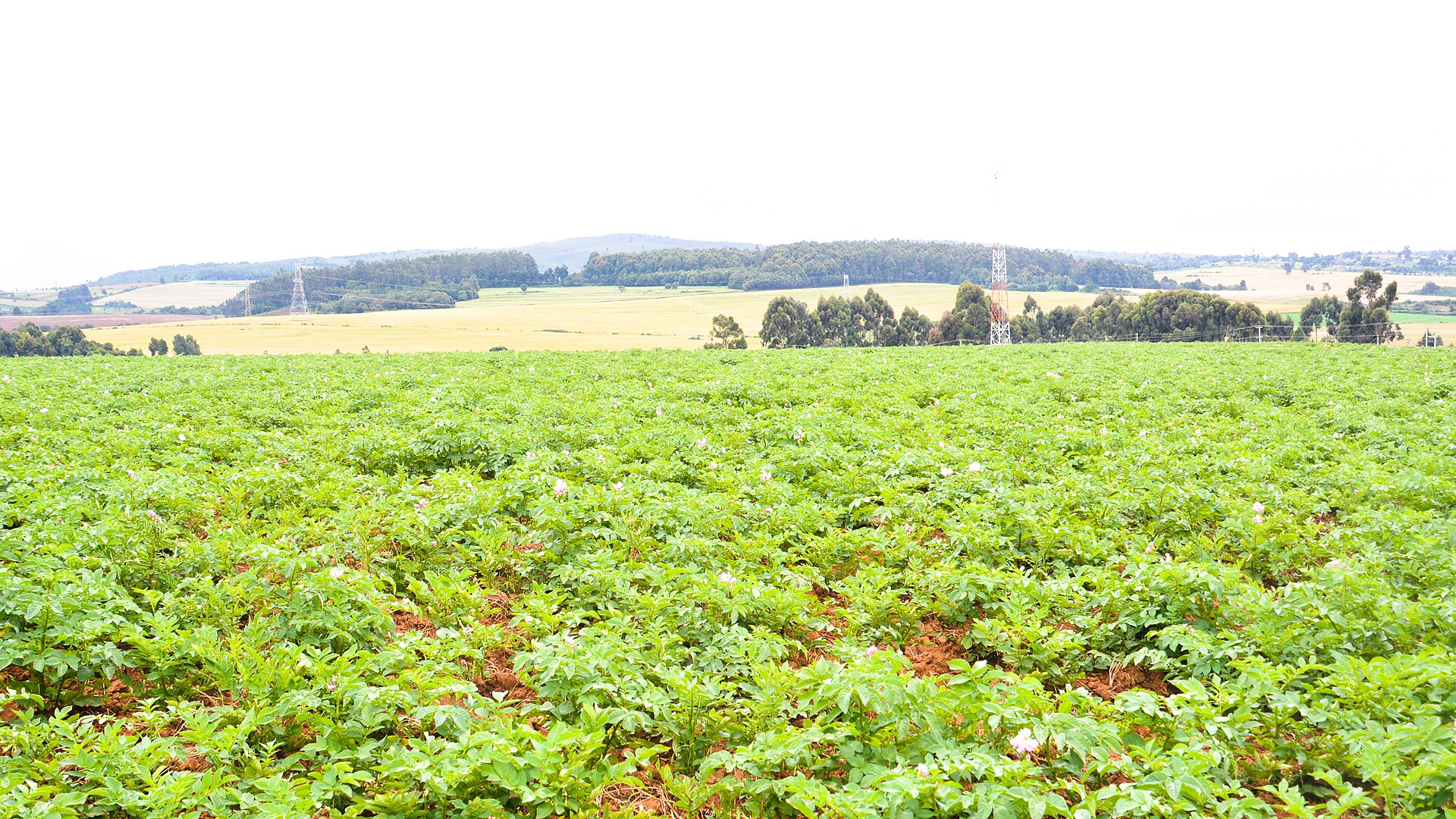 Potato market in Kenya