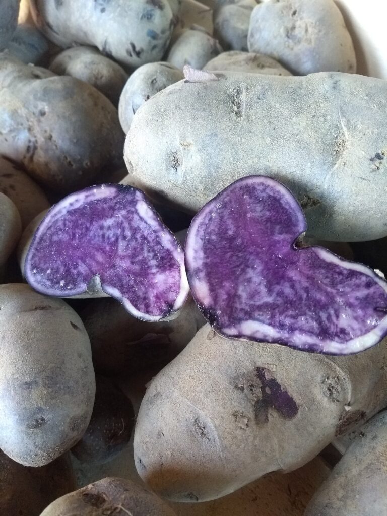 Coloured-flesh potatoes