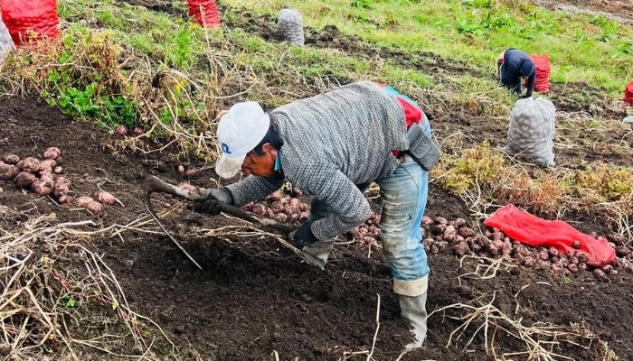 Colombia: Cundinamarca channels certified seed and minitubers to 12 potato growers’ associations
