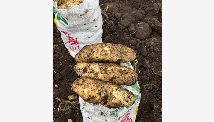 Argentina: Jujuy potato harvest recovers, but costly seed trims planted area