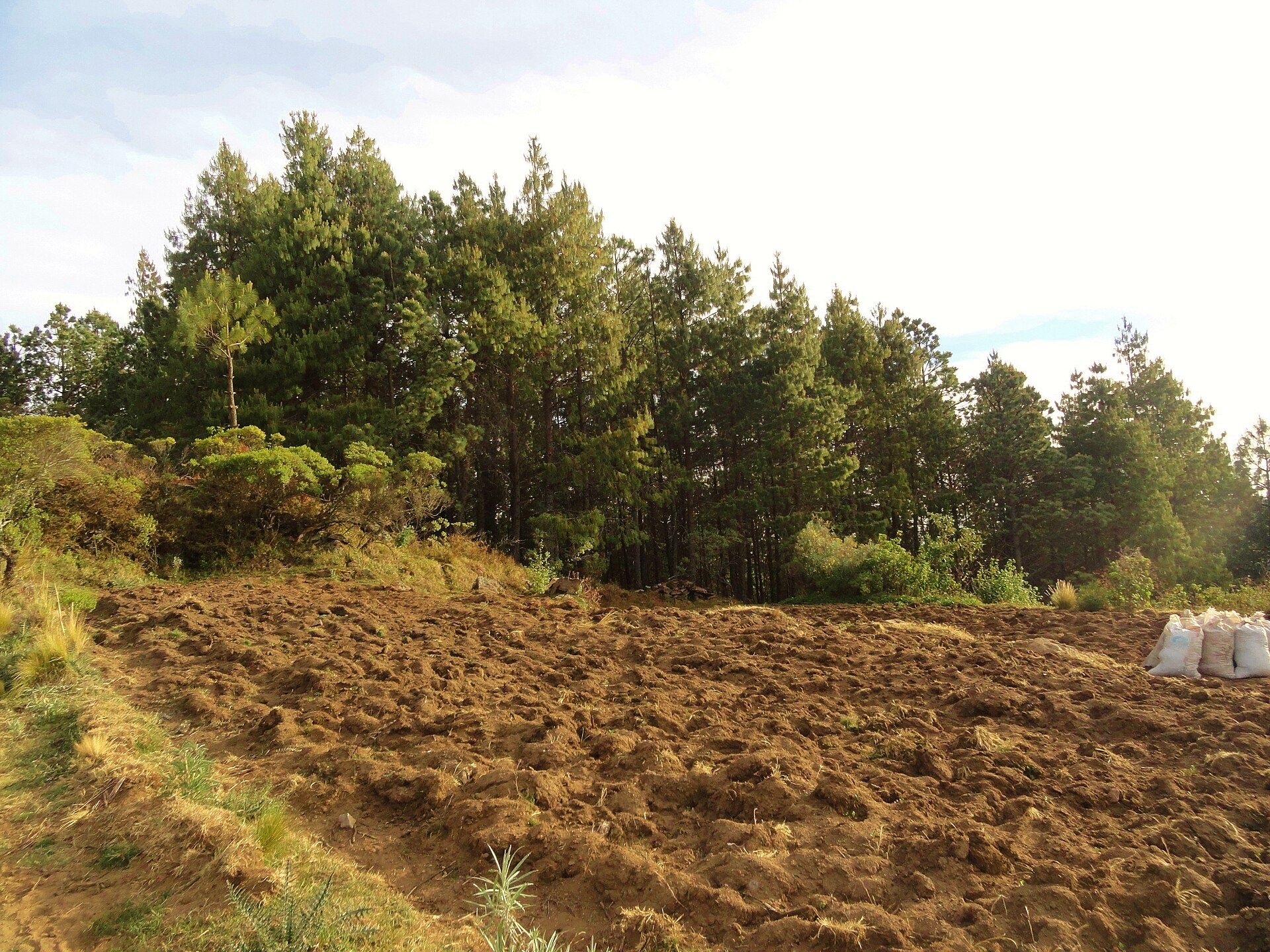 campo de papa panoramio