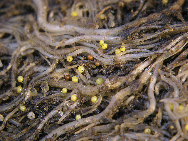 Potato cyst nematode cysts on roots