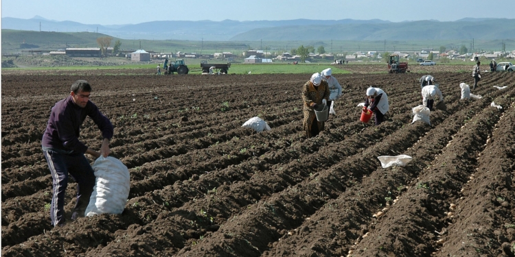 kazakhstan potato harvest
