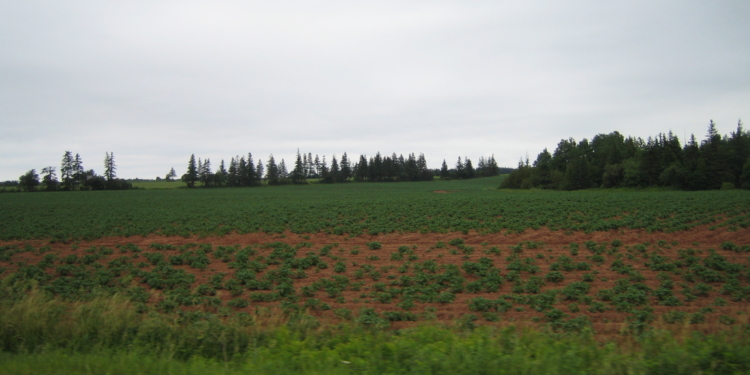 patate pei