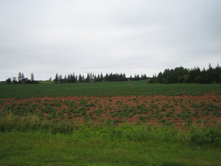 Potatoes grown on Prince Edward Island, Canada