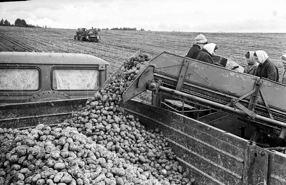 Potato harvester at work (illustrative)