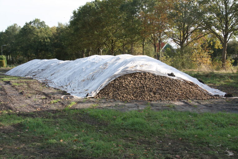 Aardappelen in een veldklem onder een plastic zeil.