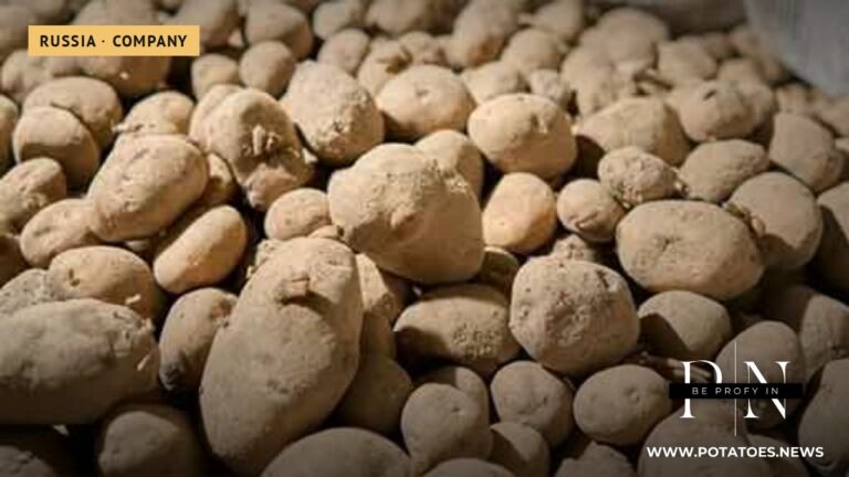 Altai Farmer Reports Sharp Yield Drop in 2026 but Guaranteed Demand Under PepsiCo Contract 2 Altai Farmer Reports Sharp Yield Drop in 2026 but Guaranteed Demand Under PepsiCo Contract