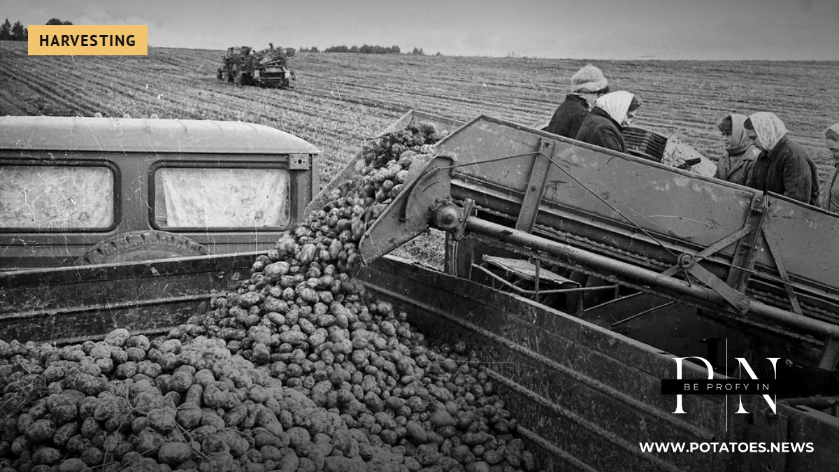 Kartoffelroder bei der Arbeit auf einem Bauernhof in Russland, Archivfoto von 1979
