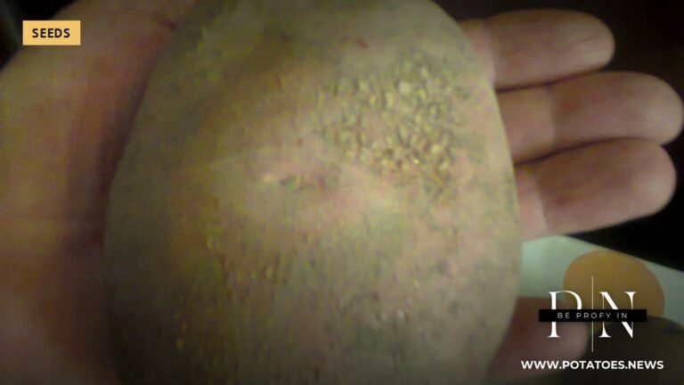 Kazakhstan: Gala Covers 41% of Commercial Potato Area, Growers' Union Warns of One-Variety Risk 1 A potato tuber (not Kazakhstan)