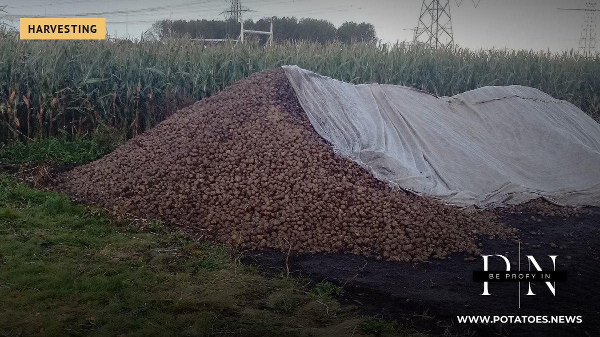 Belgium: Fontane Trial Yield Falls to 38.2 t/ha, Lowest Since Monitoring Began in 2008 1 Harvested potatoes in a pile (not Belgium)