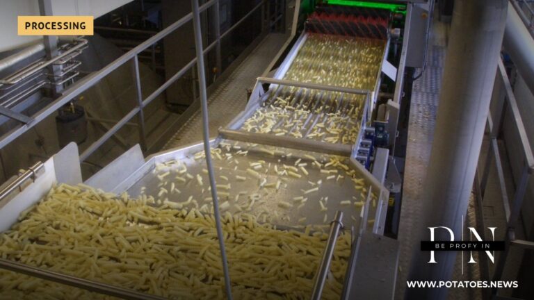 Belgium: Agristo Targets 1.4 Million Tonnes by 2030, Adds Fourth Line at Wielsbeke 1 Sorting potato strips on a production line