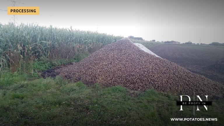 A na-egbute poteto n'ugbo dị na Netherlands