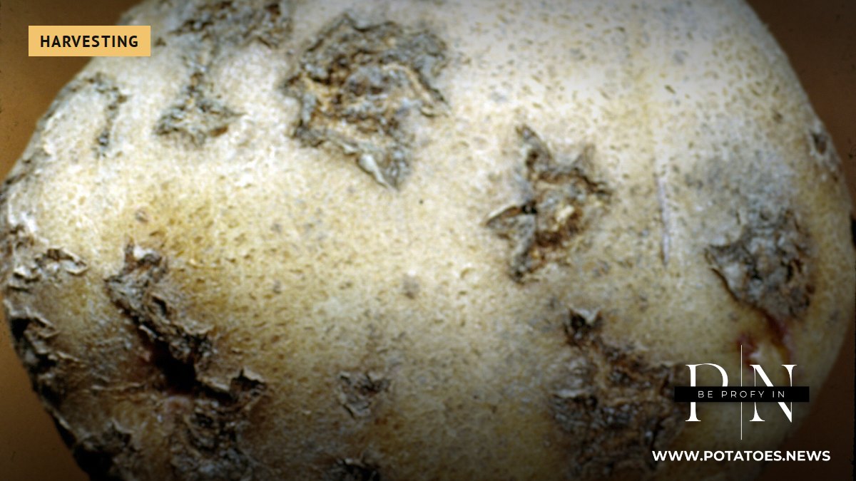 Potato tuber with common scab (not Poland)
