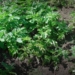 Potato plantation