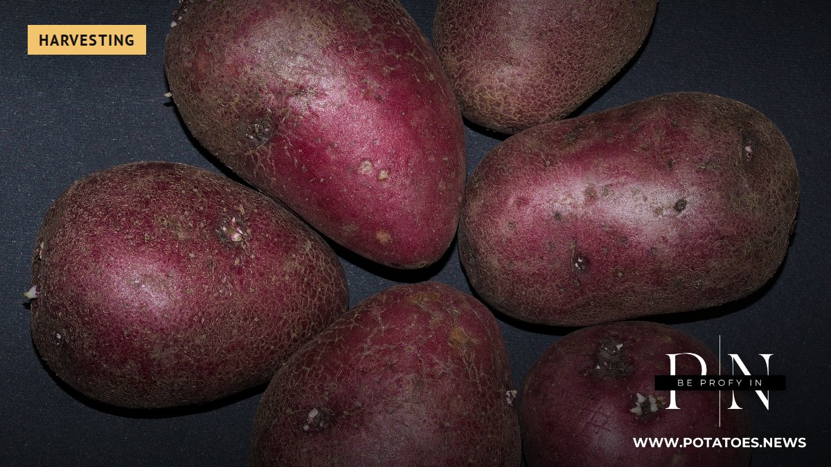 South Korea: Spring Potato Crop Rises 1.5% to 361,167 Tonnes in 2026 1 Potato tubers (not South Korea)