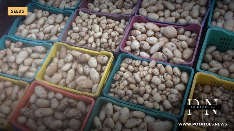 Tunisia: Up to 90% of Potato Seed Imported for a Crop of About 350,000 Tonnes 2 Potato harvest at Chott Mariem, Tunisia