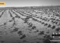 ישראל: קאַרטאָפל עקספּאָרטן דערגרייכן 169,407 טאָן, ווען פּלאַנצער פּלאַנצן אַרום 18,000 העקטאַר 16 קאַרטאָפל פעלד אין קיבוץ אורים אין נגב, ישראל, אַרכיוו פאָטאָ