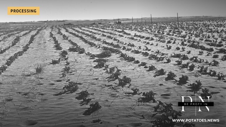 Israel: Potato Exports Reach 169,407 Tonnes as Growers Plant About 18,000 Hectares 2 Potato field at Kibbutz Urim in the Negev, Israel, archive photo