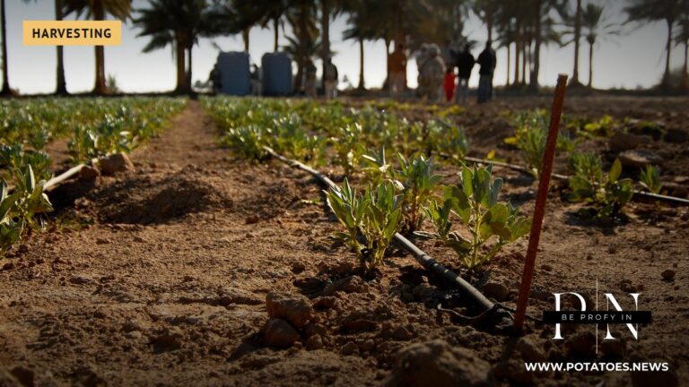Field irrigation in Iraq