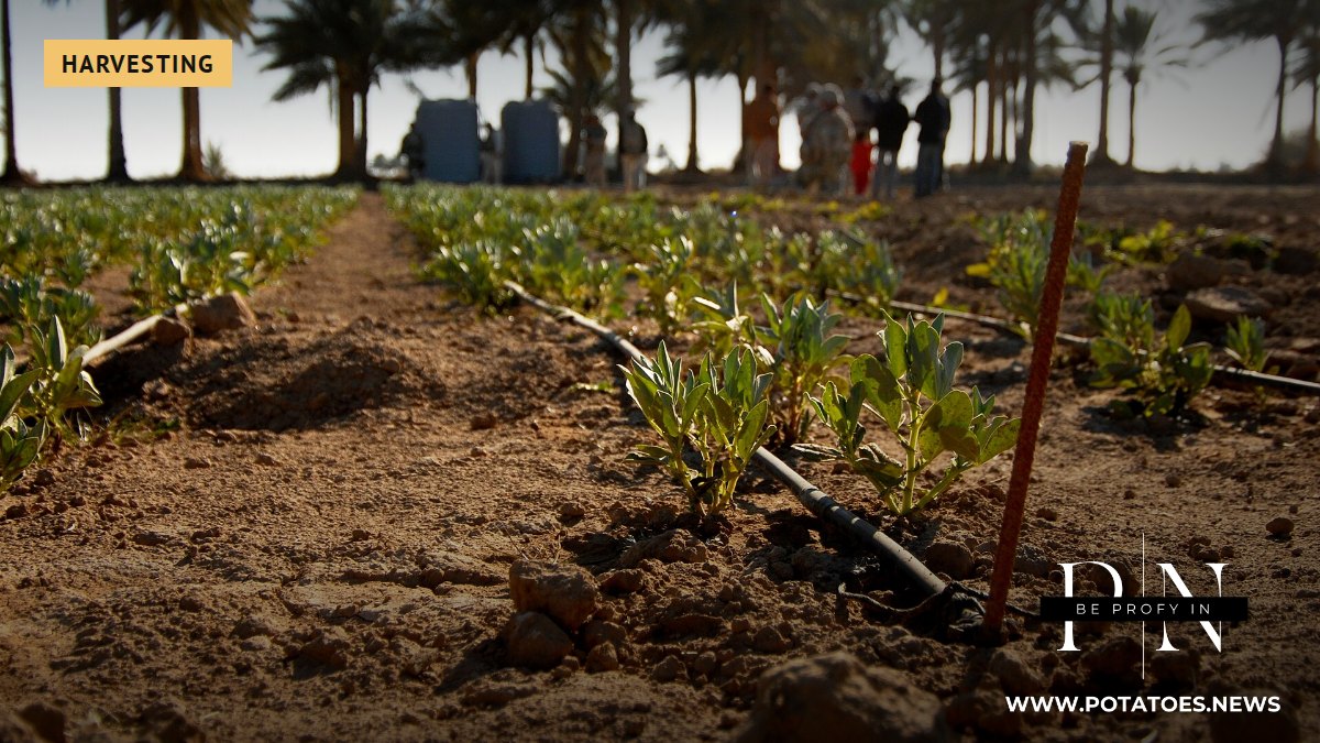 Irak: La cosecha de patatas cae un 72% en cinco años hasta las 186,147 toneladas, mientras que la superficie cultivada se reduce en dos tercios. Riego de campos en Irak