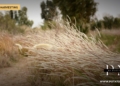 איראק: פרילינג קאַרטאָפל גערעטעניש שפּרינגט 57% צו 122,921 טאָן בשעת האַרבסט שניט פאַלט 43% פאַרם לאַנד אין באַסראַ פּראָווינץ, איראַק