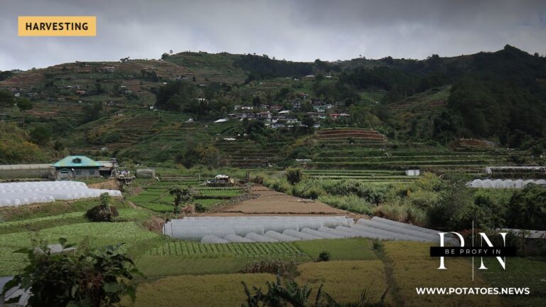 Vegetable terraces in Mankayan, Benguet, Philippines