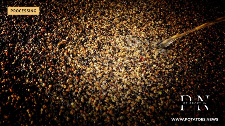 Thailand: Potato Crop Reaches 120,854 Tonnes as Area Falls 2.16%; 85% of Northern Fields Grow for Processing 2 Highland village of Doi Chang, northern Thailand