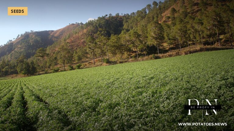Harvest in Constanza, Dominican Republic