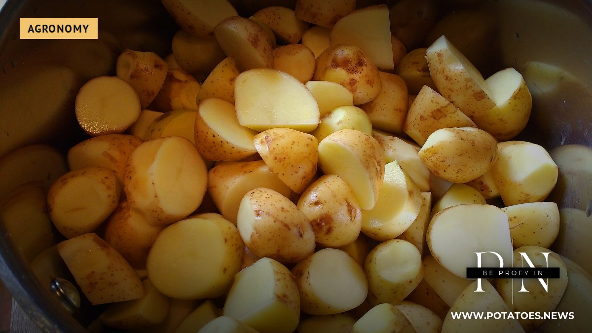 Baby potatoes before cooking