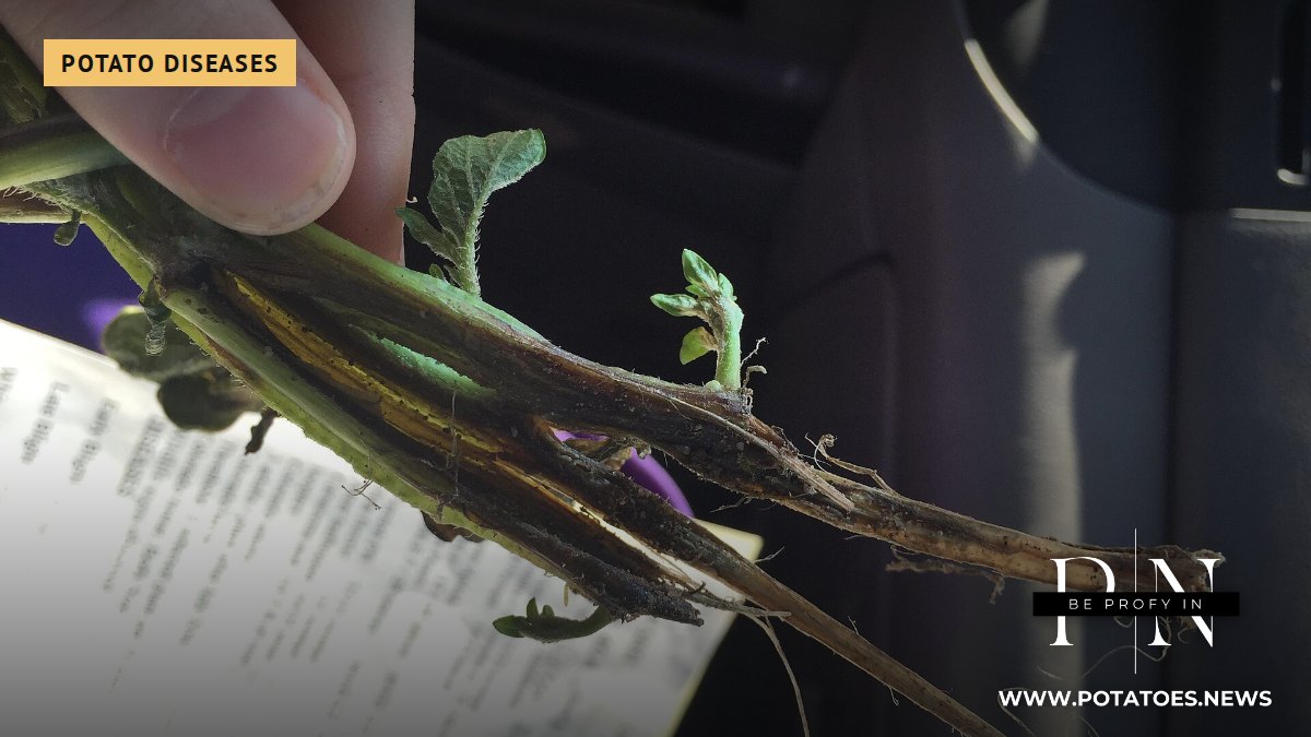 Síntomas de pierna negra causados ​​por Dickeya solani en una planta de patata.