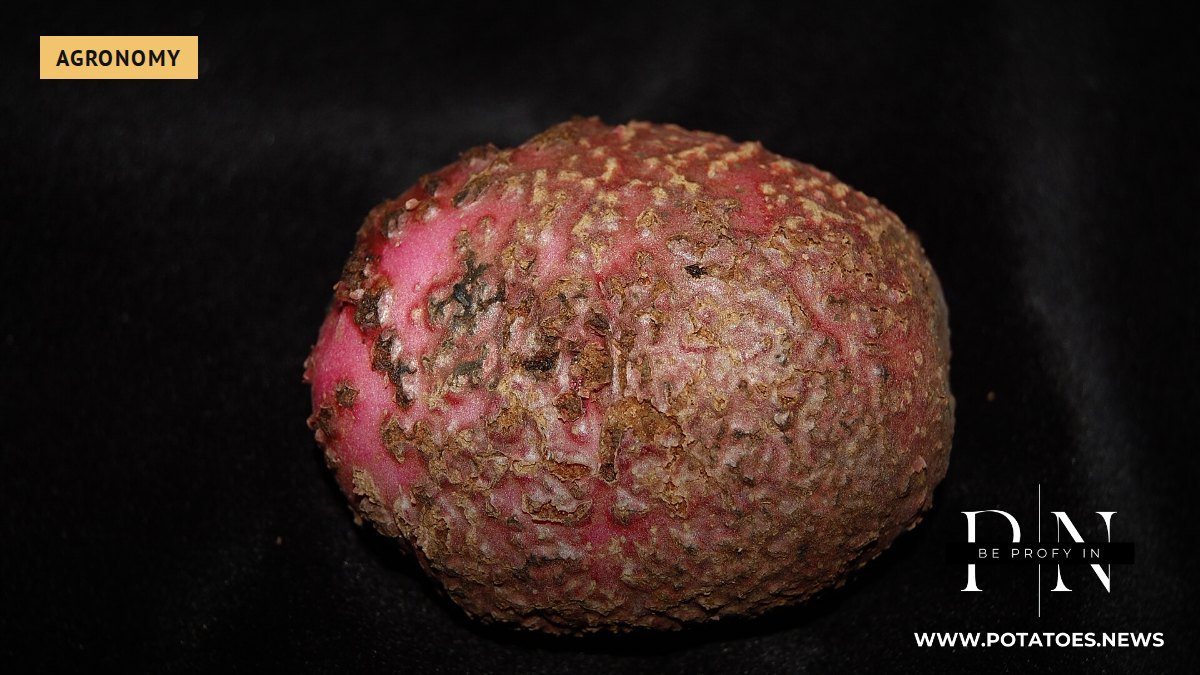Tubérculo de patata con lesiones de sarna polvorienta.
