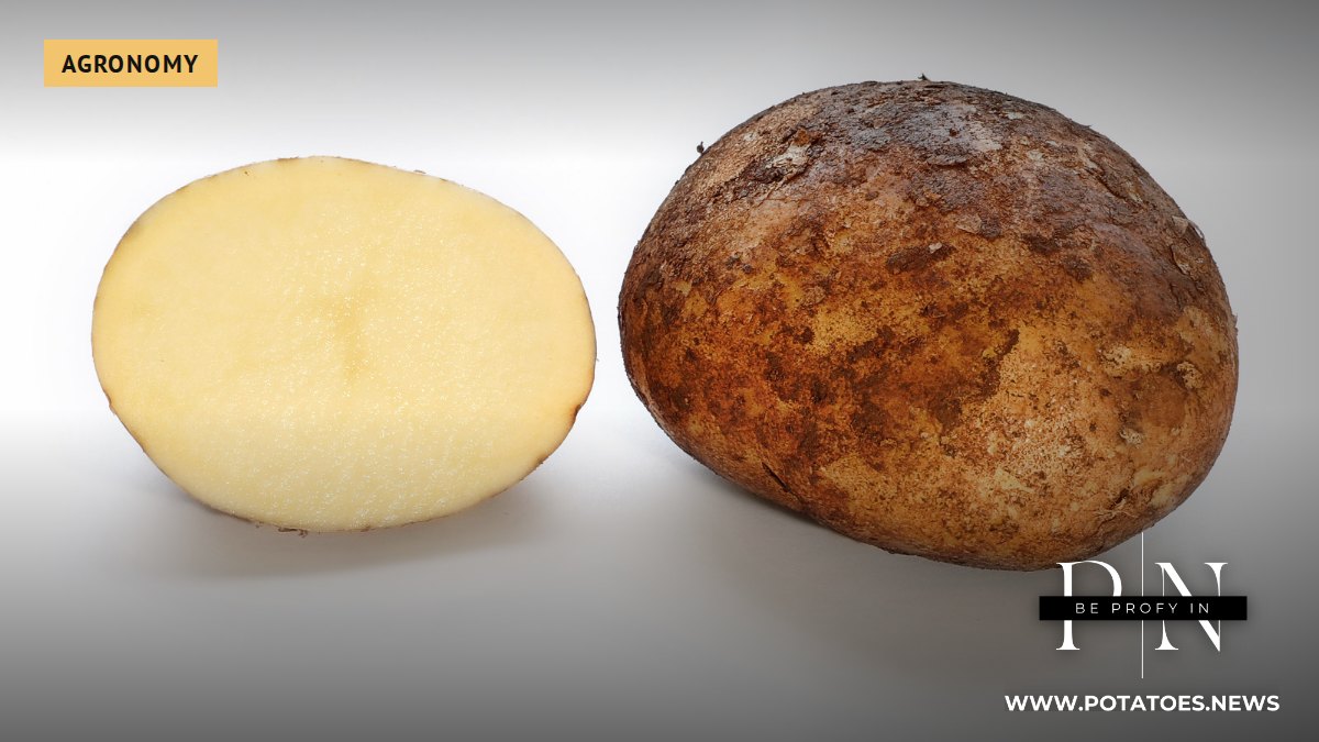 Un tubérculo de patata y su sección transversal