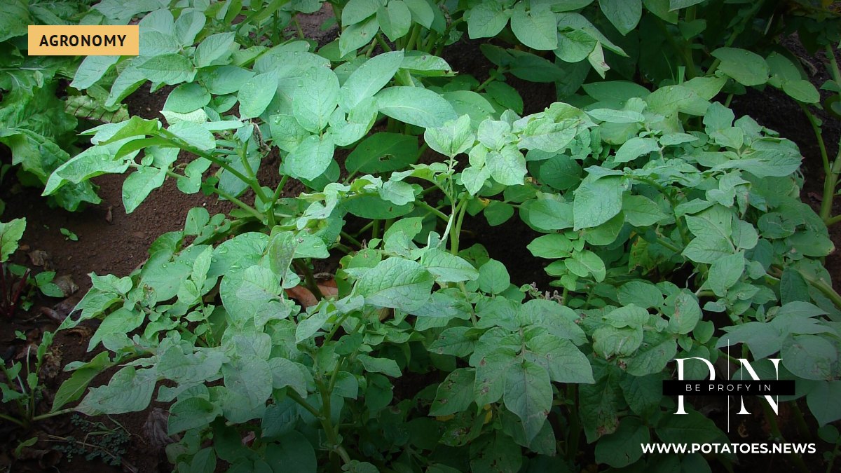 Potato plants in a garden