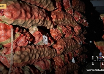 Mga patatas sa usa ka bugnaw nga tindahan sa Harduaganj, India