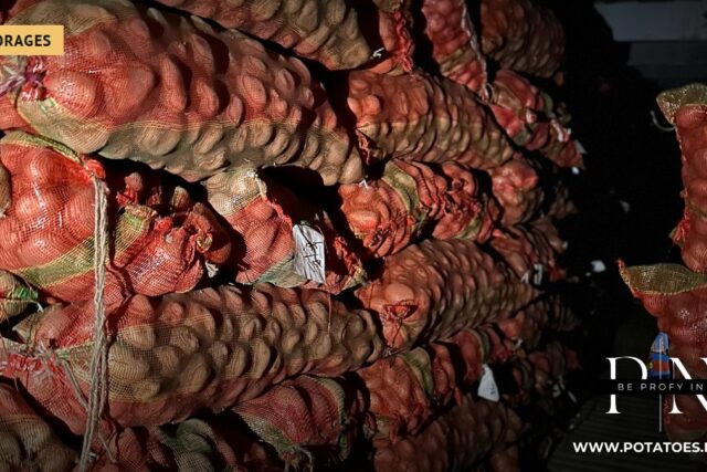 Papas en una cámara frigorífica en Harduaganj, India.