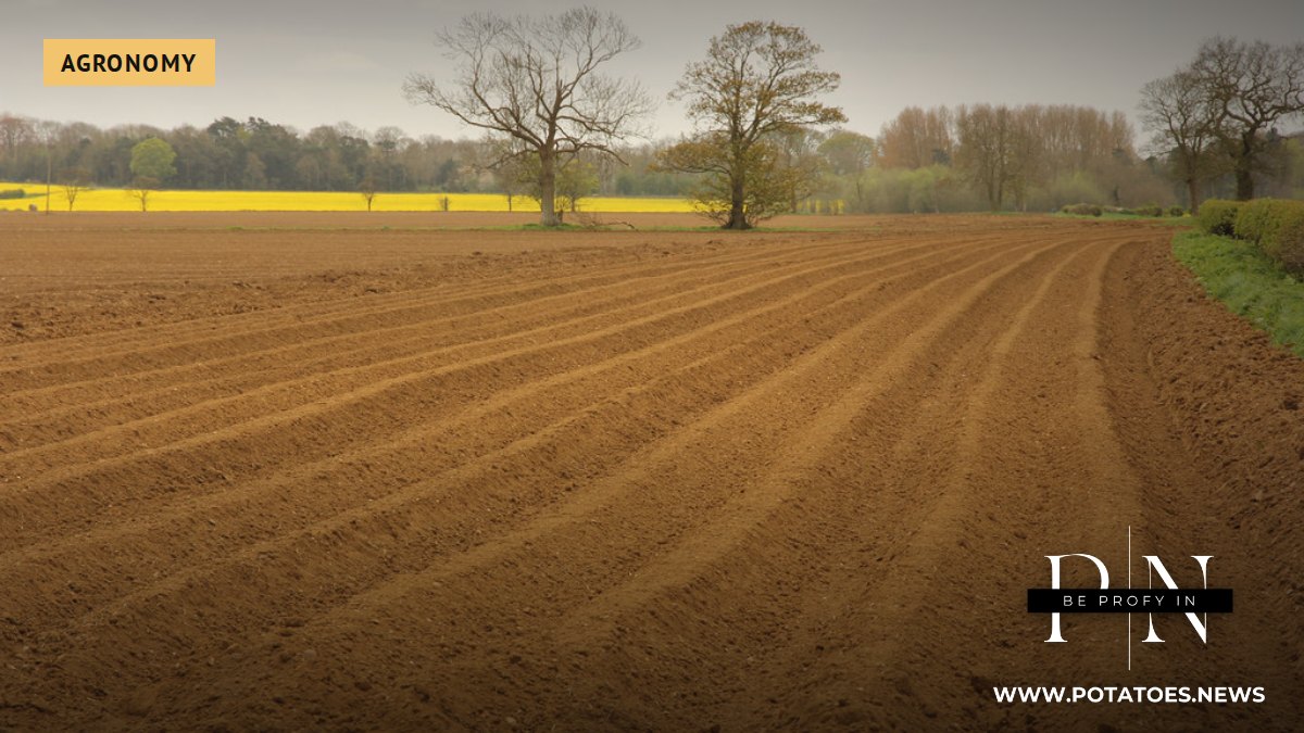 Potato ridges in a field