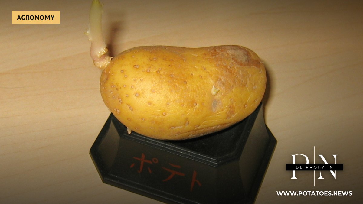 Un tubérculo de patata germinado